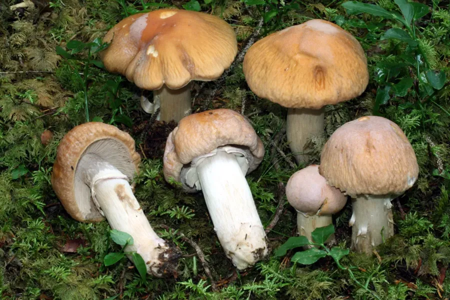 rozites-caperatus